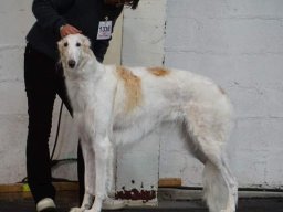 OVATSIYA DE KANAPOVIEC
